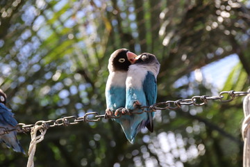 affectionate birds on a perch