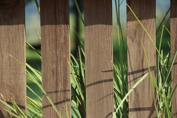 tall grass behind fence