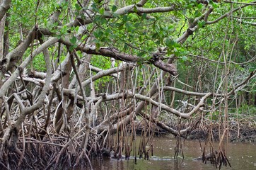 Protected ecological carbon capture mangrove forest  in Everglade City, Florida, USA