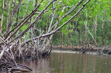Protected ecological carbon capture mangrove forest  in Everglade City, Florida, USA