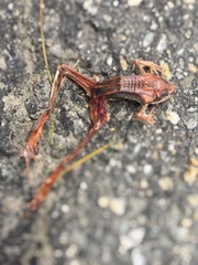 Toad / Frog, flat, run over by car dead carcass dried in the asphalt road, The death of animals on the road.