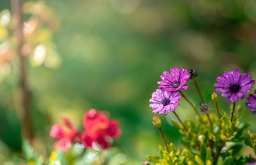 Beautiful cosmos flowers blooming in garden