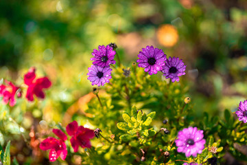 Beautiful cosmos flowers blooming in garden