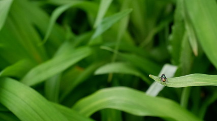 Fly on Green Grass