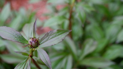 Ants on Flower Buds