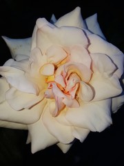 Obraz na płótnie Canvas Close-up Of White Rose Against Black Background