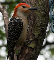 A red-bellied woodpecker perches on a tree branch.