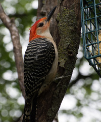 A red-bellied woodpecker perches on a tree branch.