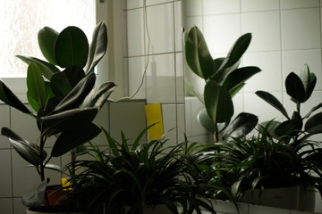 plants