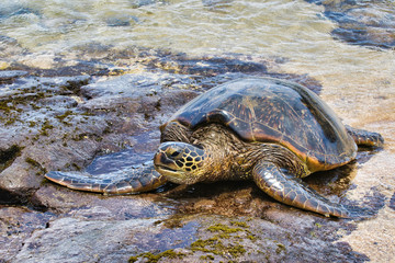A large green sea turtle coming up to the shore.