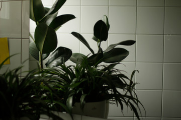 plants