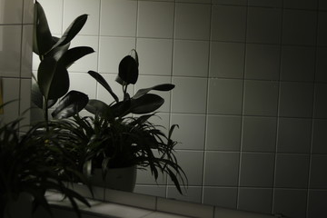 plants