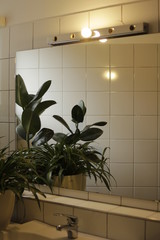 plants