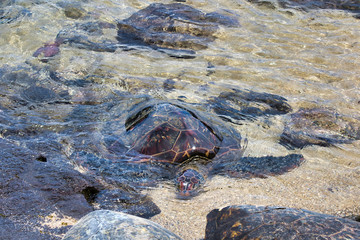 One green sea turtle coming up to shore.