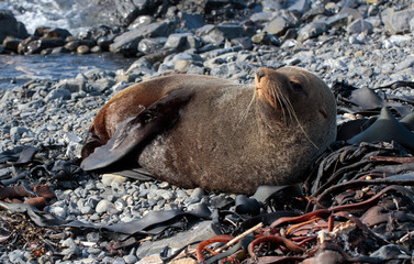 Brown fur seal resting on a rocky shore in the coast of Wellington