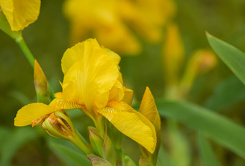 Pale Yellow Iris on green background


