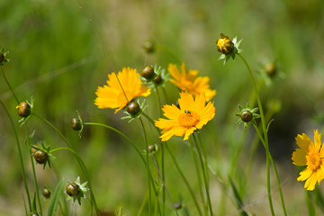Yellow Tickseed Wildflower in Meadow