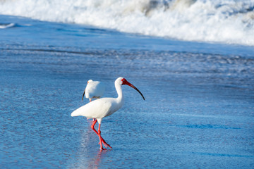 White Ibis at the Beach 