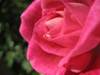 pink rose closeup