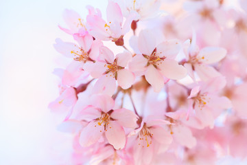 Fototapeta premium Closeup of cherry blossom in Japanese park