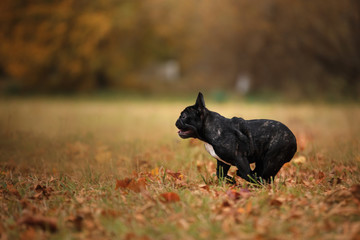 dog on nature in the park. black english bulldog. Pet for a walk