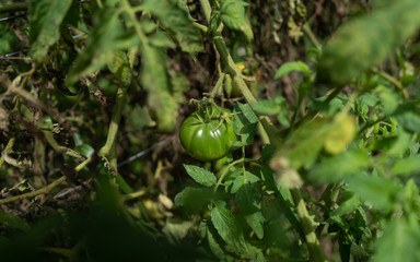 Small green Tomato on the farm