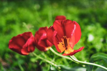 Red Pansy Macro with Green