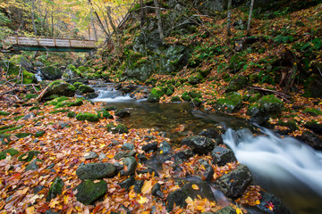 Beautiful scenery of autumn fall foliage colors and the flowing of the river inside the woods - Uisge Ban Provincial Park. Autumn colors of Cape Breton, Nova Scotia