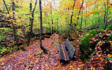 Beautiful scenery of autumn fall foliage colors and a bench seat inside a National Park. Autumn colors of Cape Breton, Nova Scotia © Prashanth Bala