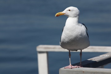 seagull on the pier