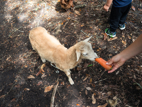 Goat eating carrot