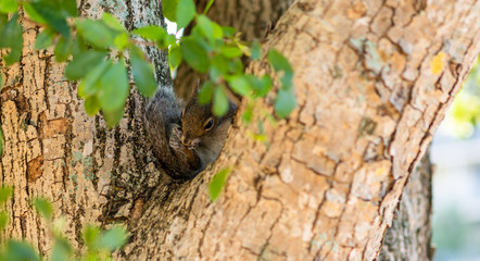 Wild city squirrel looking for food