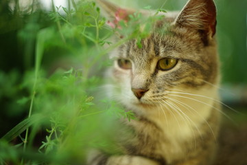 Lovely young cat is resting and enjoying flowers in the garden