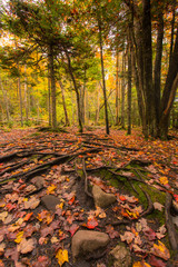 Dense autumn fall foliage colors in the middle of a green habitation, national park, Nova Scotia