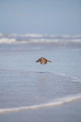 Bird Tyrant Flycatcher