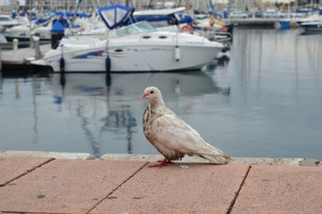 Dirty white city pigeon
