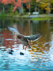 Female Mallard in flight with its wings fully opened in a beautiful pond during the onset of Autumn Season