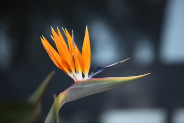 Obraz premium flower bird of paradise