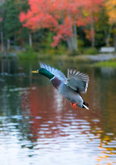 Male Mallard in flight with its wings fully opened in a beautiful pond during the onset of Autumn Season, Halifax, Nova Scotia