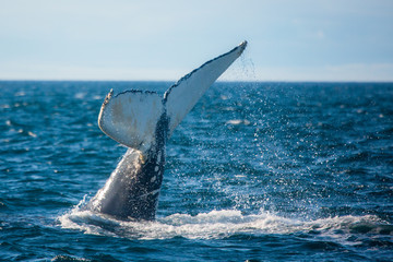 Humpback whale jumping out of the ocean water and splashing, Bay of Fundy, Atlantic Ocean