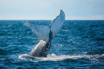 Fototapeta premium Humpback whale jumping out of the ocean water and splashing, Bay of Fundy, Atlantic Ocean