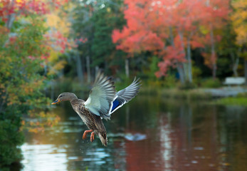 Female Mallard in flight with its wings fully opened in a beautiful pond during the onset of Autumn Season