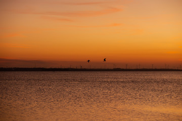 Bird and sunset, wind farm