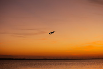 A big bird in sunset