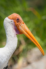 Close up of Painted Stork in its natural habitat on the banks of river Cauvery, Ranganathittu Bird Sanctuary, Srirangapatnam, Mysore.  