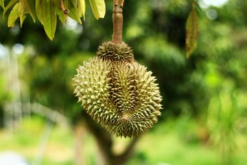 Bombacaceae. Durian. Durio zibethinus Murray. Fresh durian on the tree.