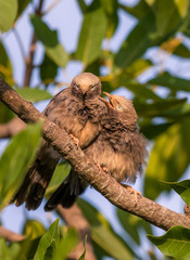 Yellow-billed Babbler couple on its natural environment on banks of a lake in Mysore, India. The birds closely watch.