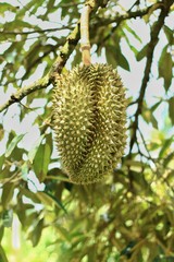 Bombacaceae. Durian. Durio zibethinus Murray. Fresh durian on the tree.
