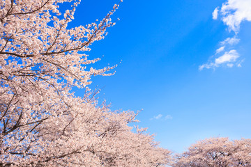 Obraz na płótnie Canvas Cherry blossom with blue sky in Japan