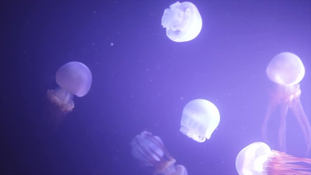 Pink Jellyfish floating swimming through purple water